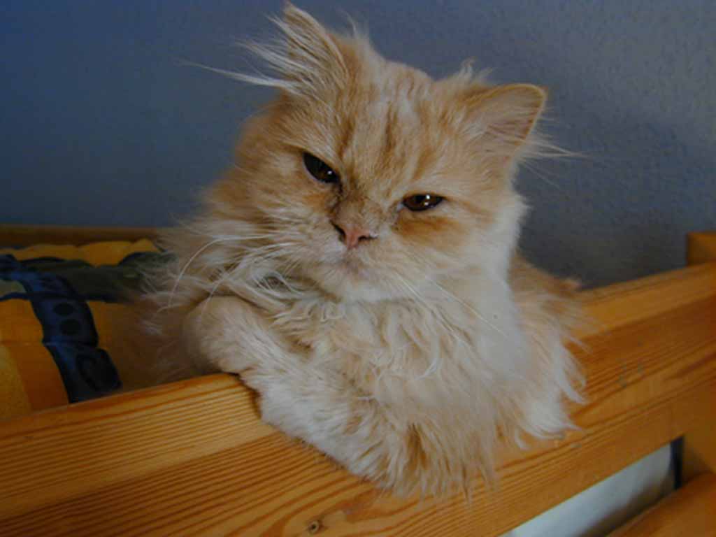 Gatti (311)